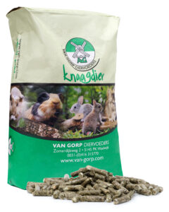 chinchilla caviakorrel (209)