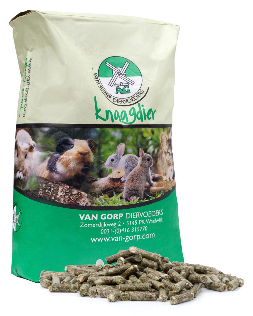 chinchilla caviakorrel (209)