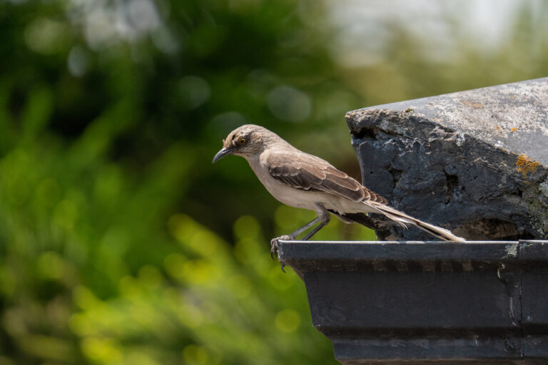 eye level shot of a little brown bird perched on a rooftop edge with a nature background